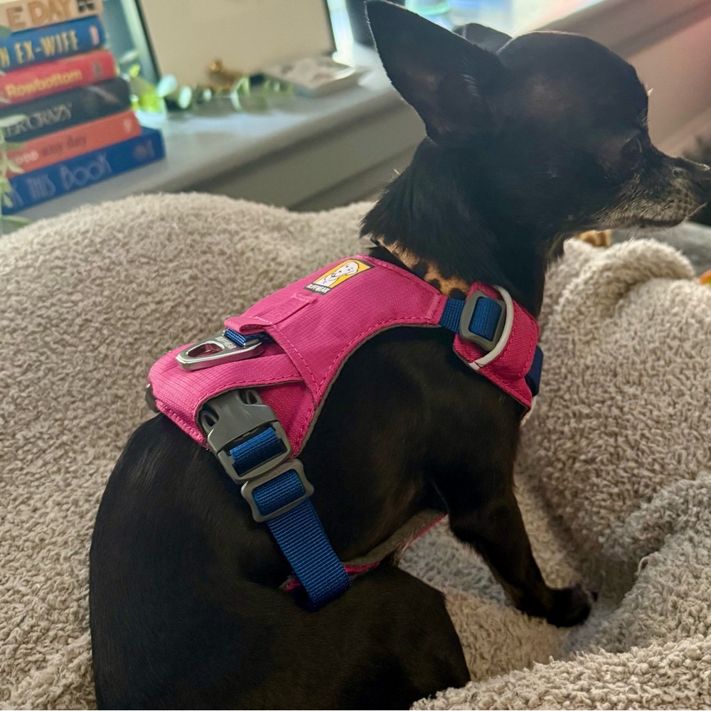 Pink Dog Harness with Blue Accents